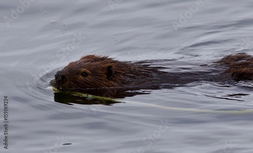 Beautiful isolated picture of a beaver swimming in the lake