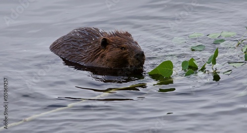 Photography Beautiful isolated photo of a beaver eating leaves in the lake