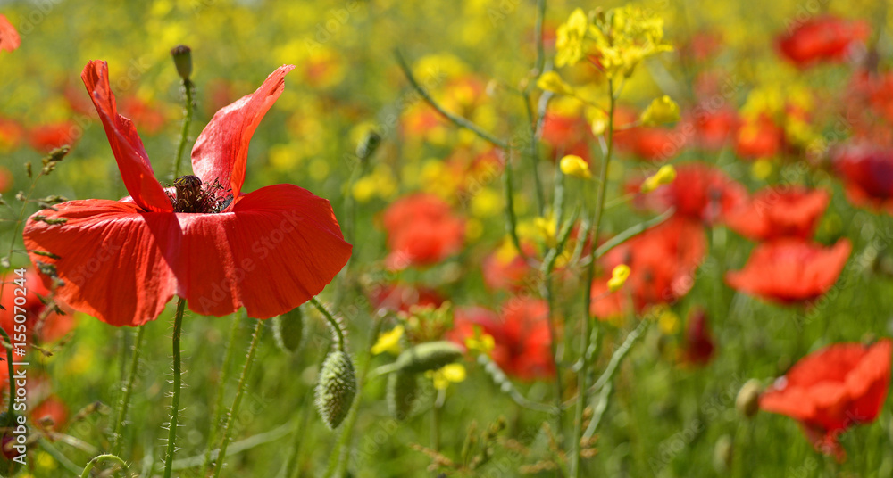 Fototapeta premium Wild red poppies growing in a field of rapeseed in May in Friuli Venezia Giulia, north east Italy 