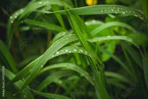 Green grass with drops of dew, rain