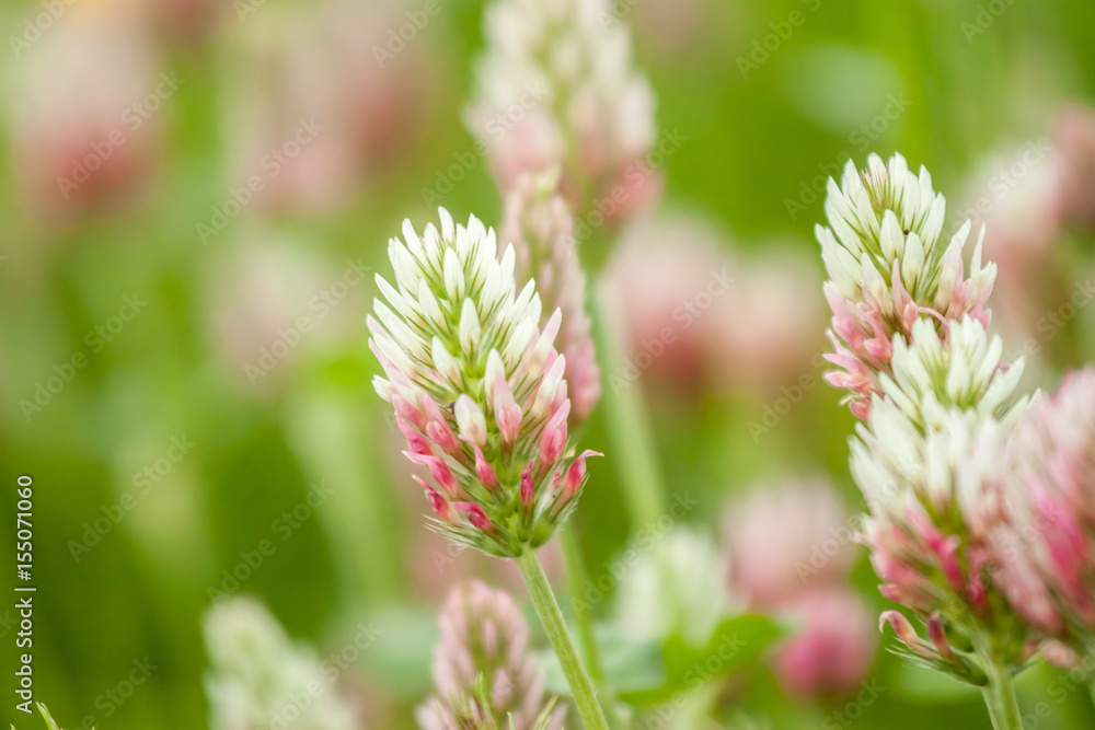 wild field flowers on green grass background wild field flowers on green grass background