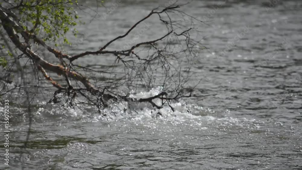 water flows in the mountain river Ursul water flows in the mountain river Ursul