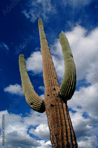 Saguaro Cactus Cacti Arizona Desert
