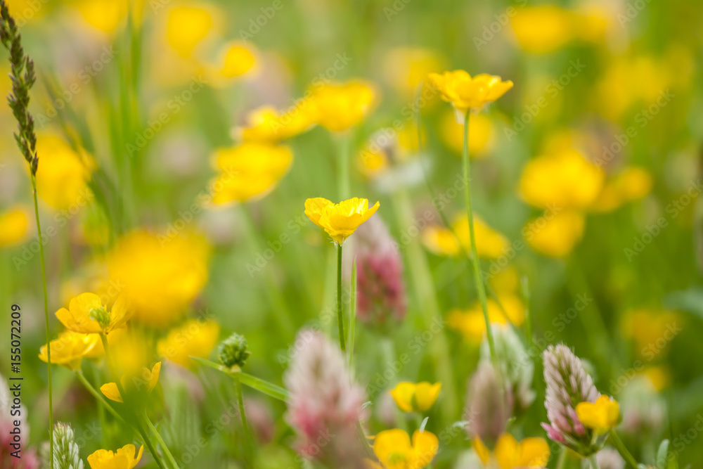 wild field flowers on green grass background