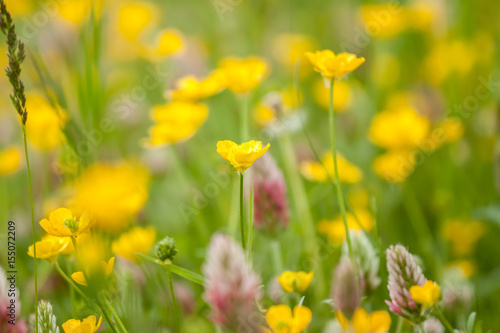 wild field flowers on green grass background