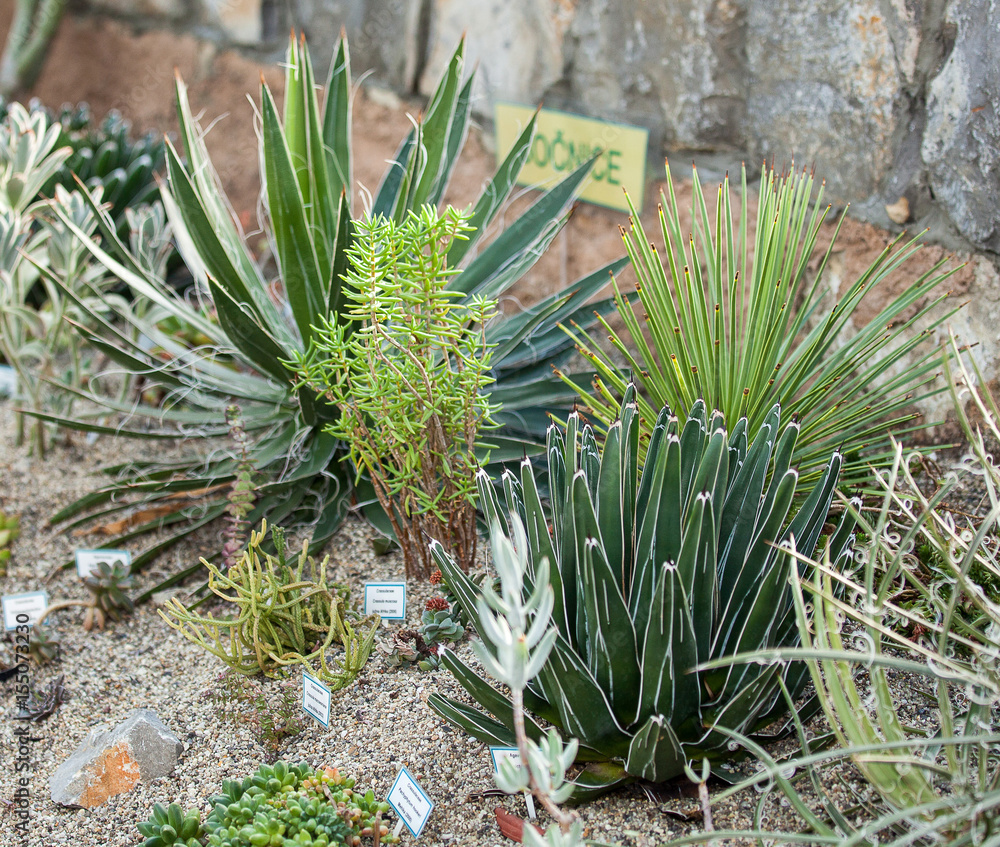 Greenhouse of succulents.