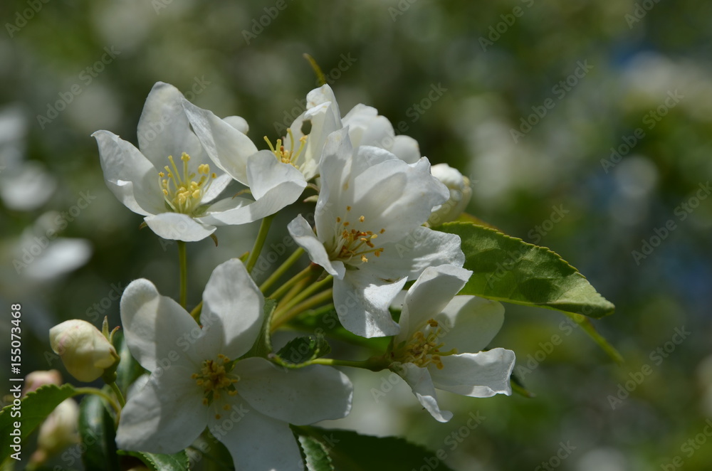 A flowering branch of an apple tree against a blue sky. Spring. A flowering branch of an apple tree against a blue sky. Spring.