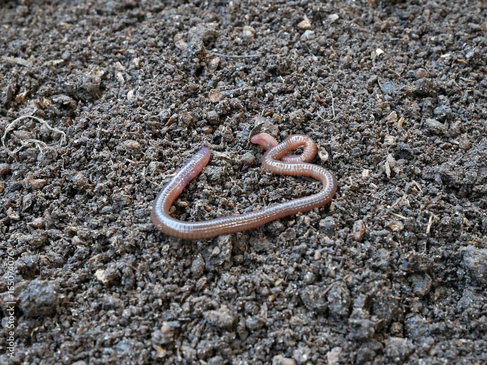 earthworm to produce fertile soil and organic farming earthworm to produce fertile soil and organic farming