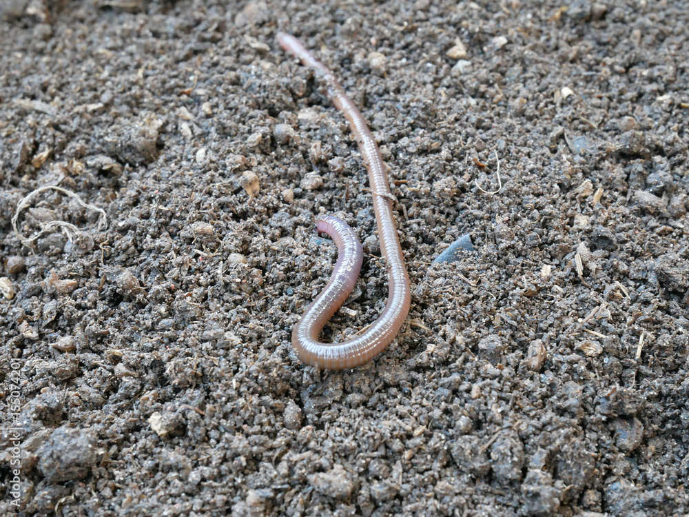 earthworm to produce fertile soil and organic farming earthworm to produce fertile soil and organic farming
