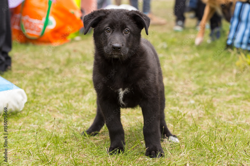 Beautiful cute black puppy is standing on the grass outdoors Beautiful cute black puppy is standing on the grass outdoors