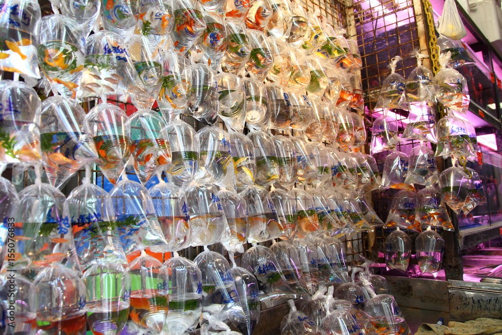Goldfish market. Goldfishes and different fishes for aquarium in plastic bags hanged on the wall in a pet shop selling in Hong Kong. Goldfish market. Goldfishes and different fishes for aquarium in plastic bags hanged on the wall in a pet shop selling in Hong Kong.