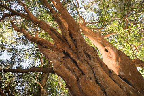 Bosque de Arrayanes