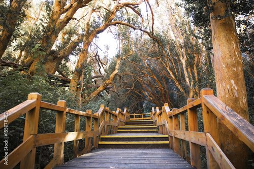 Bosque de Arrayanes