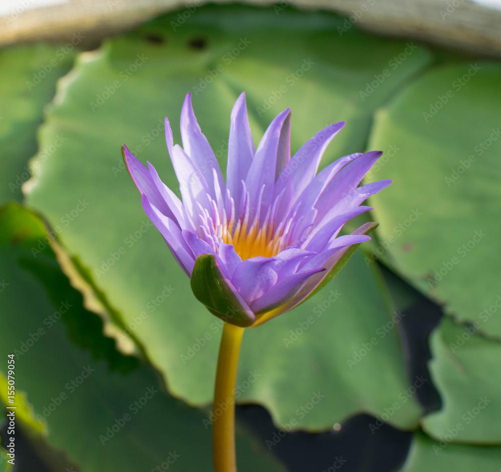 Beautiful of water lily for background. Beautiful of water lily for background.