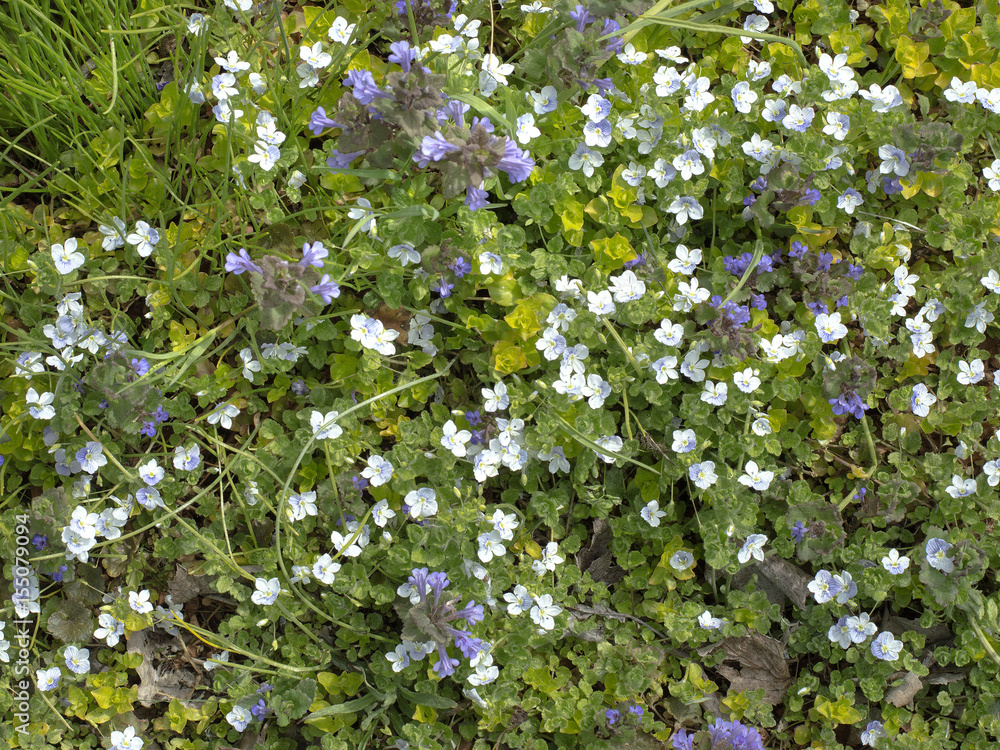 Flowering plants in the garden. Flowering plants in the garden.