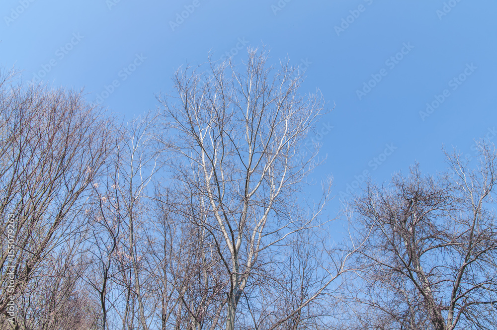 Huge trees, branches out in all directions, big blue sky, view from below Huge trees, branches out in all directions, big blue sky, view from below
