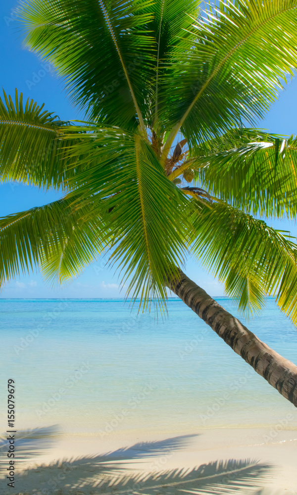 Fototapeta premium palm tree on tropical island bora bora with sandy beach