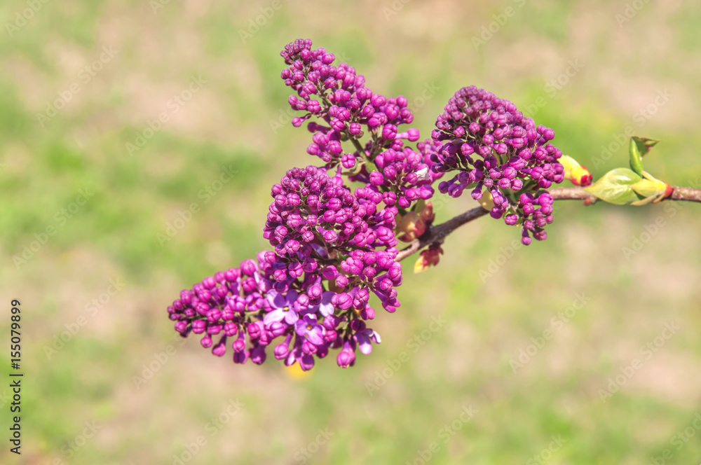 Obraz premium Lilac flower background blooming on green background