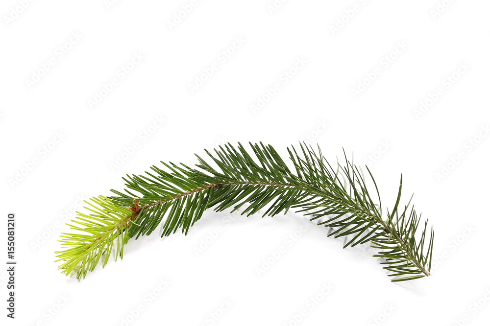 pine branch isolated on white background pine branch isolated on white background