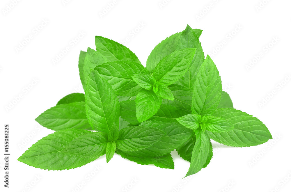 Fresh mint bunch StockFoto Adobe Stock