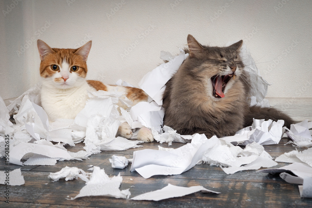 Cats tore up important papers and made a mess on the floor. Cat yawns - obrazy, fototapety, plakaty 
