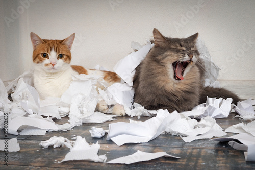 Fotografie Cats tore up important papers and made a mess on the floor