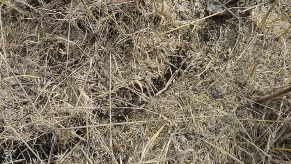 ant path in straws ant path in straws