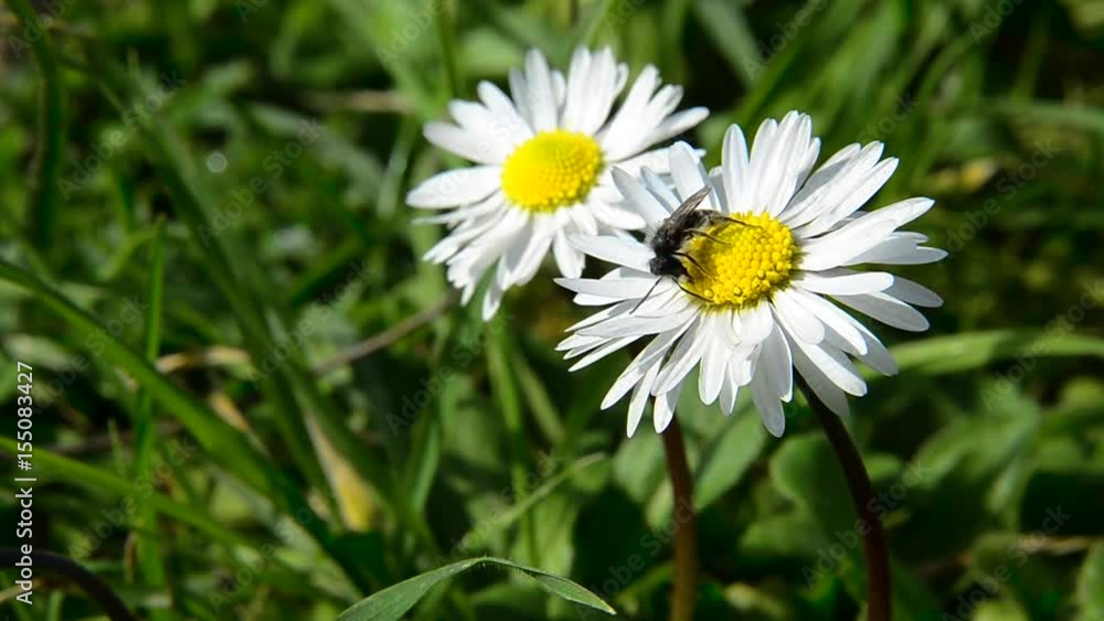 Bee on the white daisy Bee on the white daisy