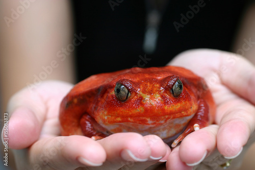 adult female Tomato frog on hands with selective focus photo