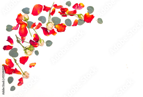 Red rose petals on white background