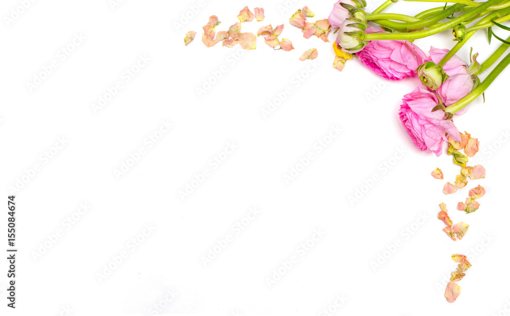 Pink ranunculus flowers frame on white background flat lay scene - obrazy, fototapety, plakaty 