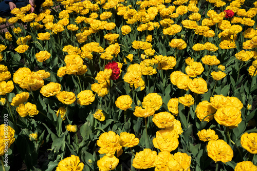 Yellow and red tulips  photo