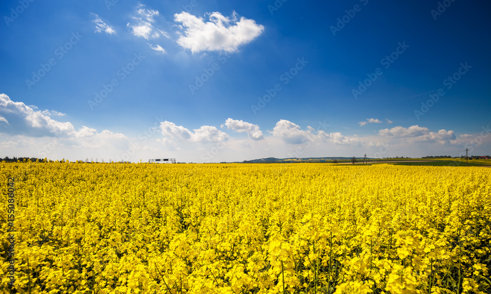 Yellow agriculture rapeseed field landscape canola or colza Yellow agriculture rapeseed field landscape canola or colza