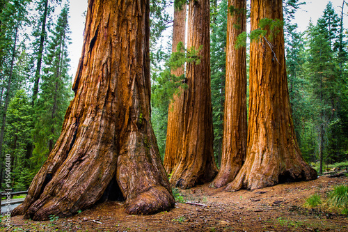 Trunks of Giant Sequioa Trees in Sequioa National Park, California