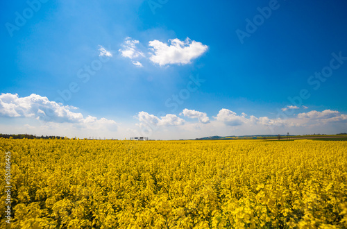 Yellow agriculture rapeseed field landscape canola or colza