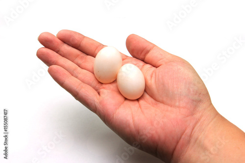Pigeon egg in hand on white background
