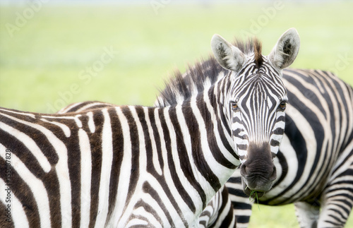 Burchell s Zebra  Equus quagga burchellii  on the Plains of the Serengeti