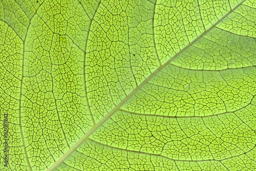 leaf texture photo