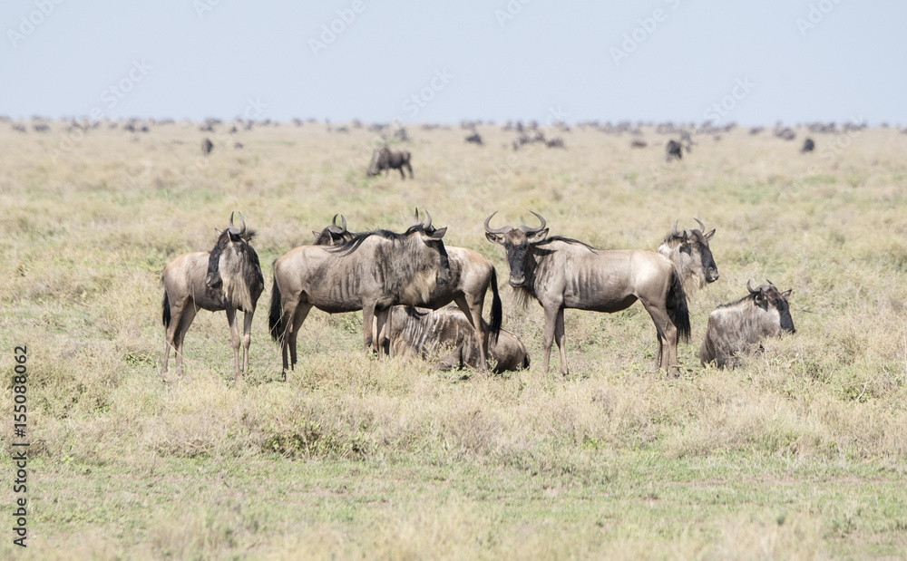 Blue Wildebeest or Brindled Gnu (Connochaetes taurinus) in Migration on the Plains of the Serengeti in Northern Tanzania