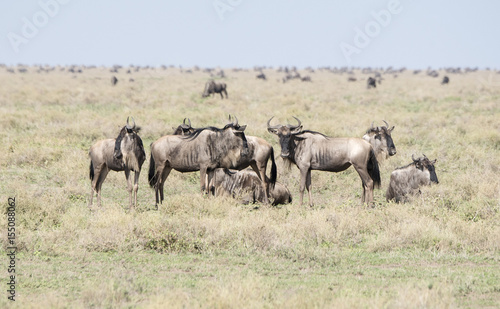 Blue Wildebeest or Brindled Gnu  Connochaetes taurinus  in Migration on the Plains of the Serengeti in Northern Tanzania