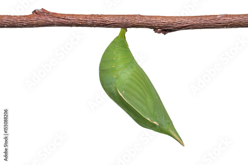 Fotografia Common Duffer (Discophora sondaica) pupa