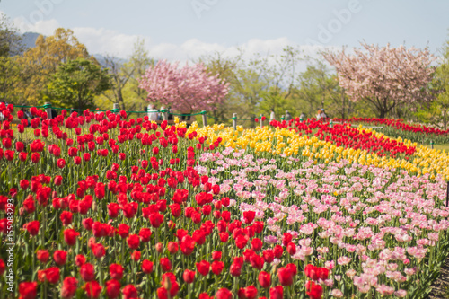 Wallpaper Mural tulip flowers in spring Torontodigital.ca