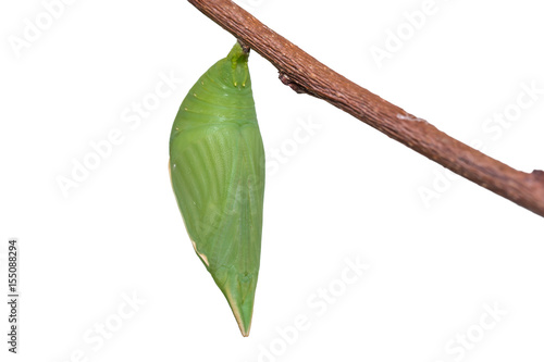 Common Duffer (Discophora sondaica) pupa photo