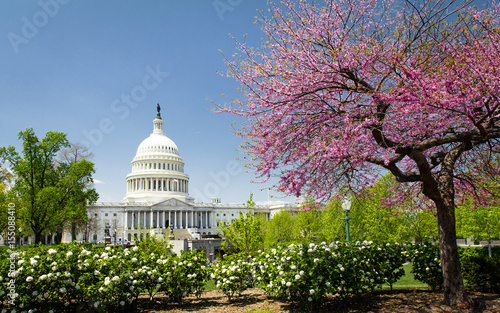 The US Capitol in spring, Washington DC
