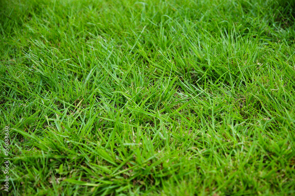 green grass backgrounds green grass backgrounds