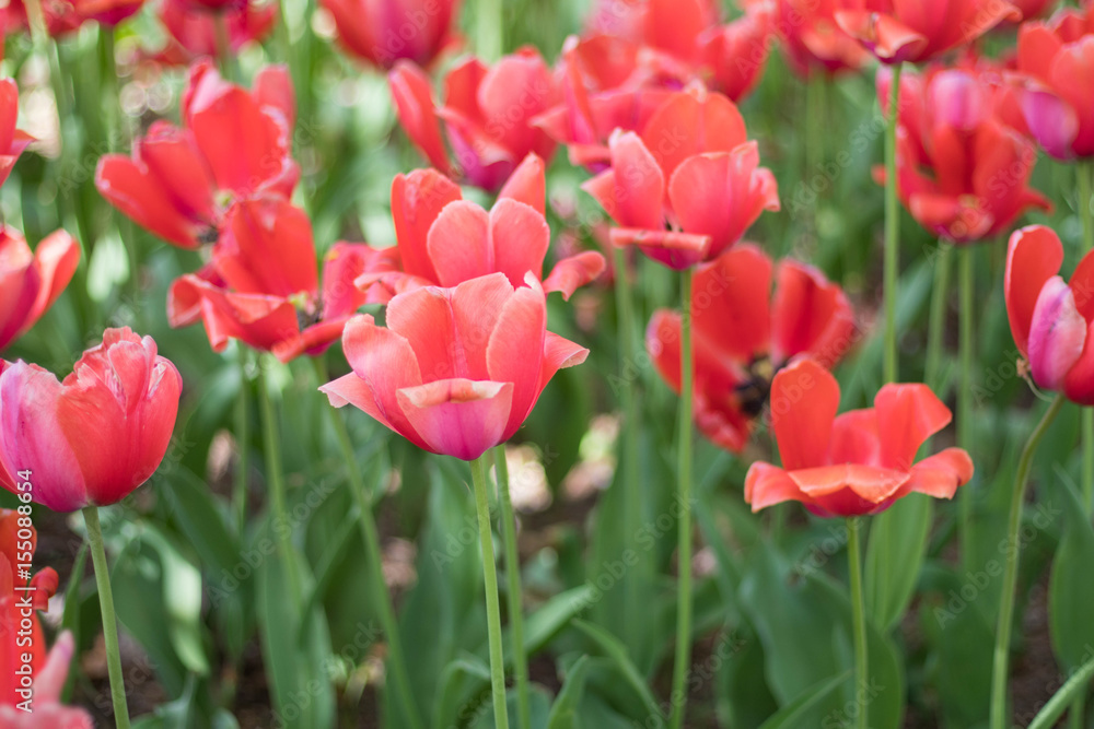 Beautiful red tulip flowers in spring Beautiful red tulip flowers in spring