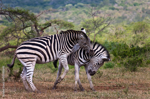 Two wild zebras fighting