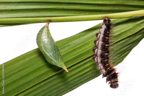 Close up of Common Duffer (Discophora sondaica) pupa and caterpillar preparing itself for pupation, isolated on white background with clipping path photo