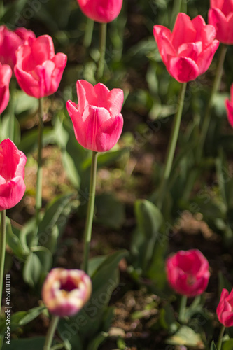 Beautiful red tulip flowers in spring © Umarin