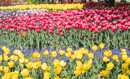Fototapeta Naklejka Na Ścianę i Meble -  tulip flowers in spring